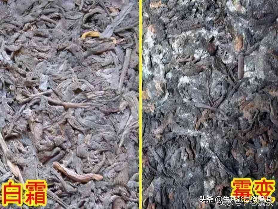 普洱茶发霉的鉴别方法：如何识别普洱茶是否发霉？