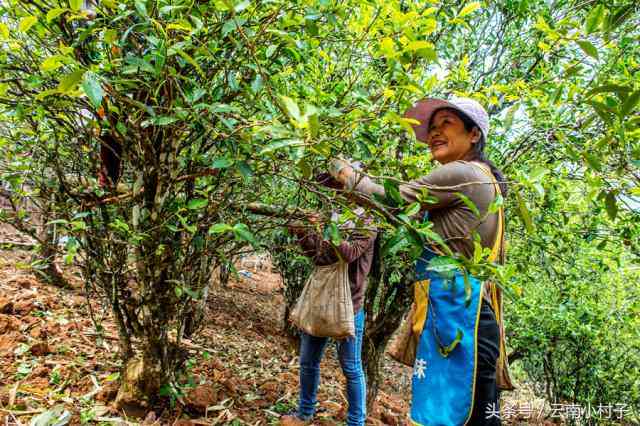 云南四大名茶：品鉴与选购指南，让你轻松成为茶叶专家