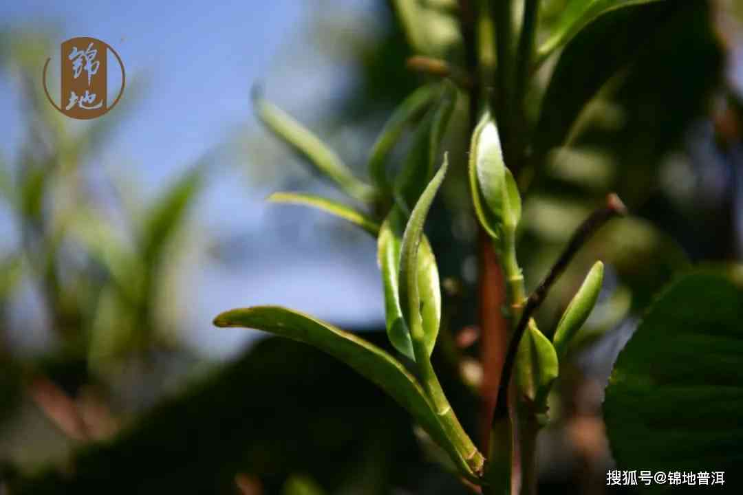 普洱茶头采与二采：采摘时机的差异及其对茶叶品质的影响详解