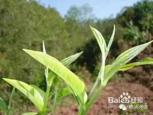 普洱茶头采与二采：采摘时机的差异及其对茶叶品质的影响详解