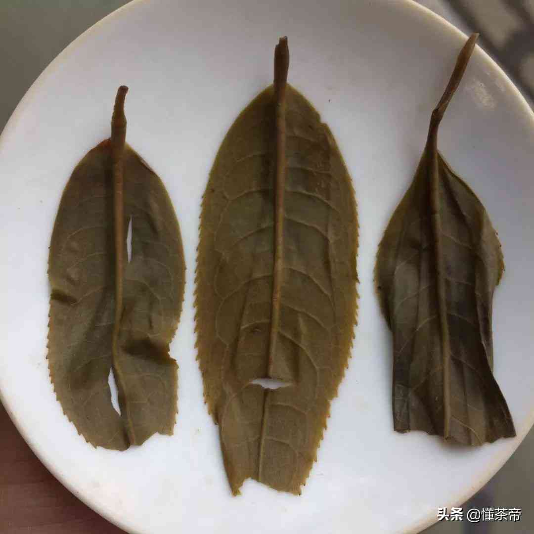 普洱茶按树龄划分的三大类