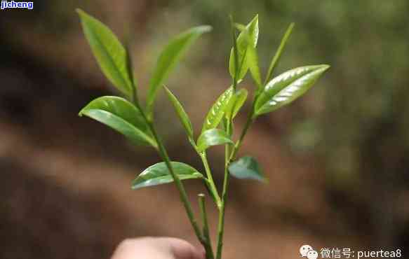 普洱茶新芽二叶的品种、制作工艺与口感详解，帮助您更好地了解这种茶叶