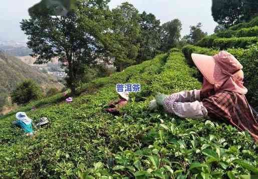 头采普洱茶