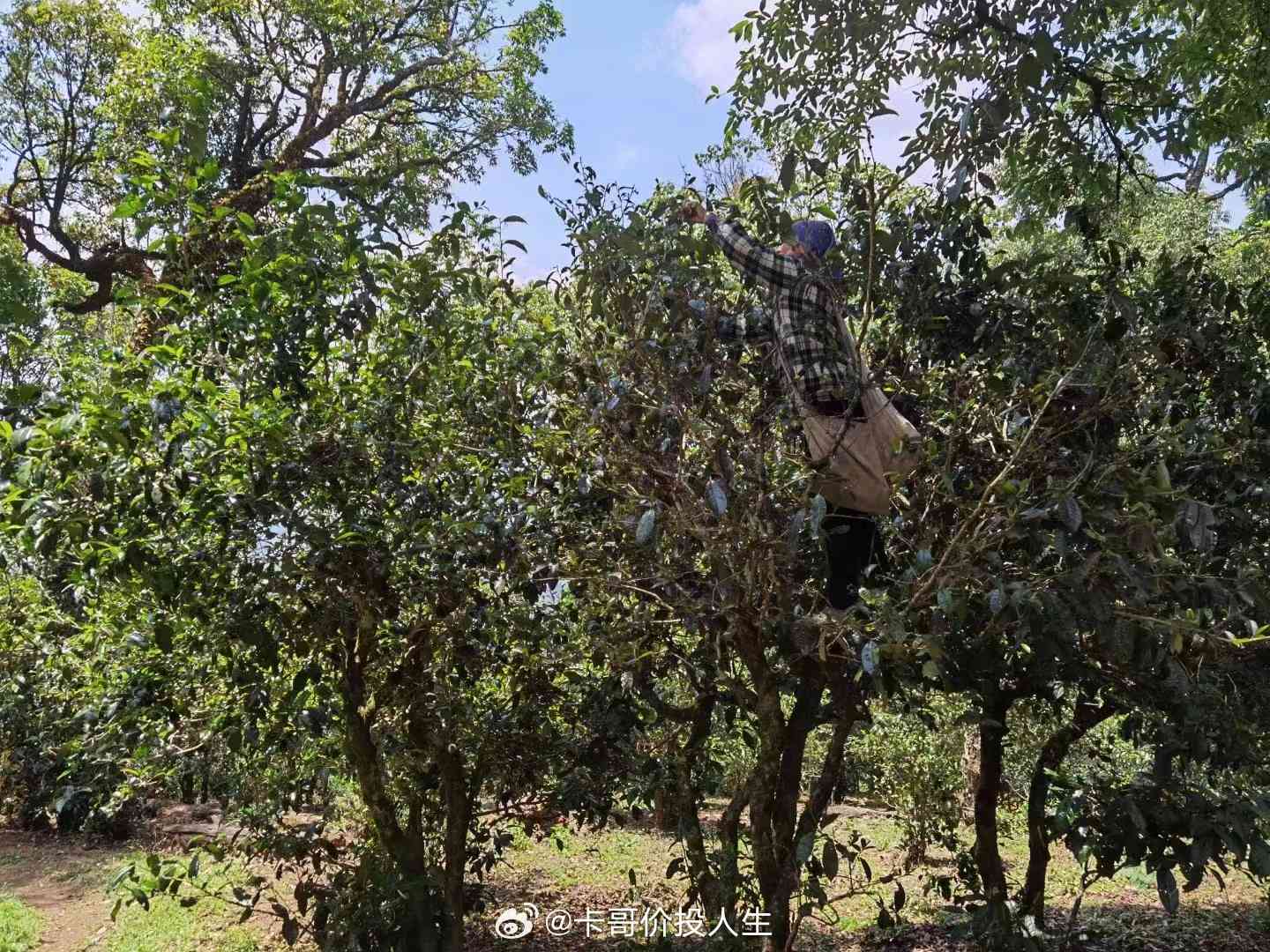 头采普洱茶