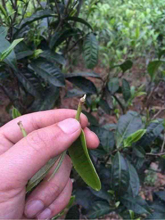 头采普洱茶