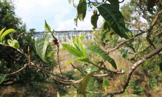 深度解析：普洱茶坝糯藤条古树茶的口感特点与价格区间