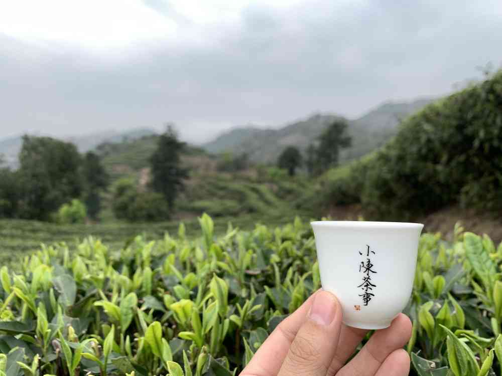 荒野白茶价格大全：探索各种品质与产地的荒野白茶价格信息