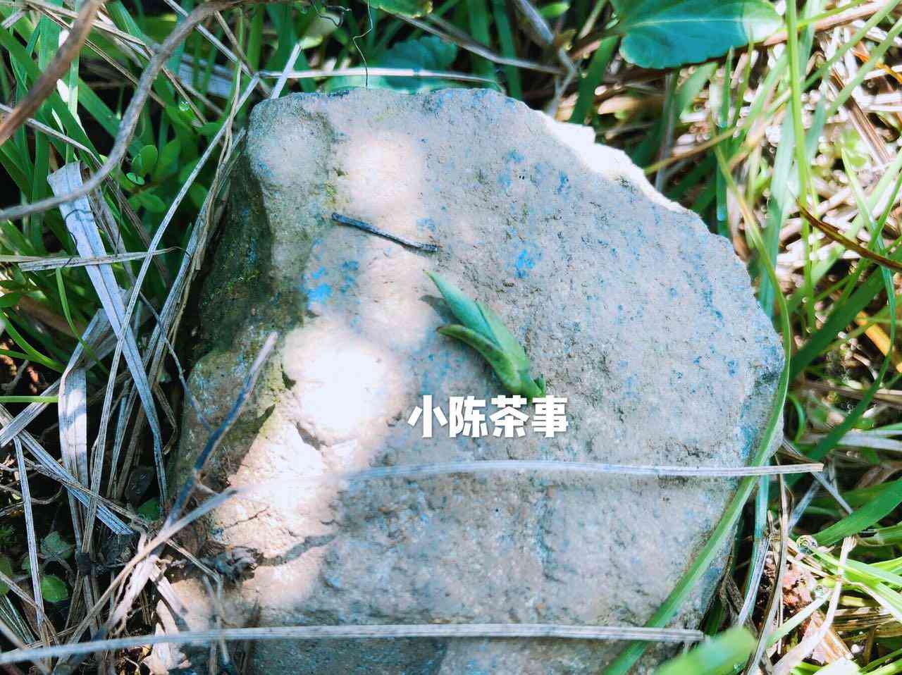 荒野白茶价格大全：探索各种品质与产地的荒野白茶价格信息