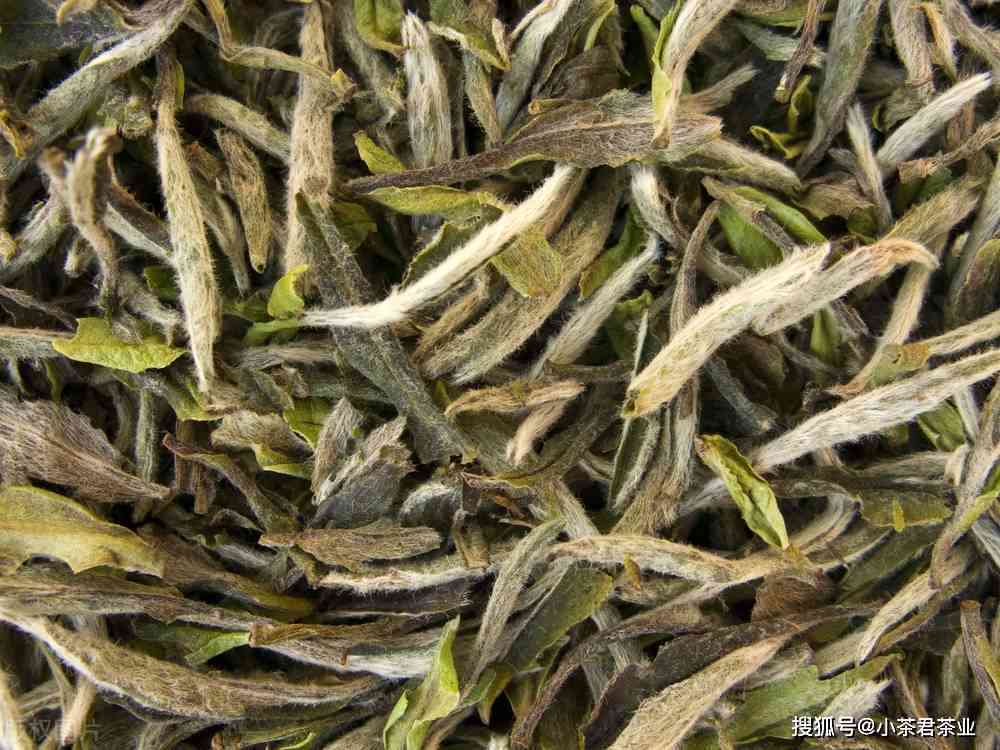 荒野白茶的种类，价格与特点：探究这种茶叶的真实面貌