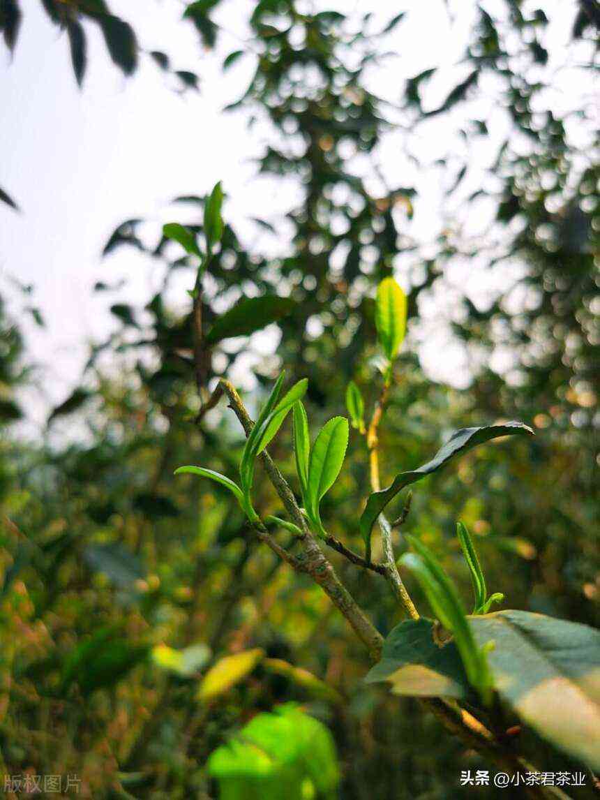 荒野白茶的种类，价格与特点：探究这种茶叶的真实面貌