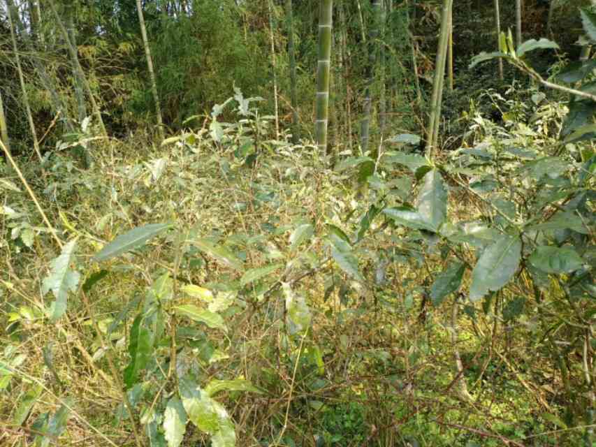 荒野白茶的种类，价格与特点：探究这种茶叶的真实面貌