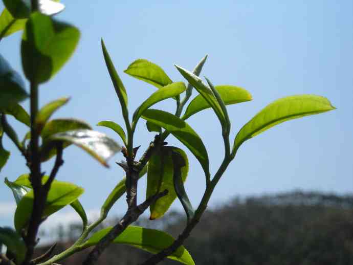 普洱茶茶冻制作与保存方法，普洱茶冰冻后如何存放以及是否可以饮用？