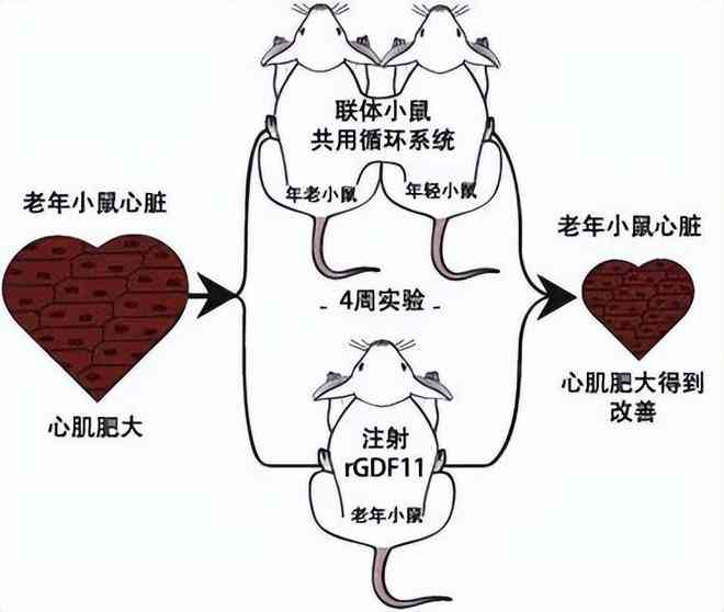 血瘀体质的人如何通过科学调理达到身心健康