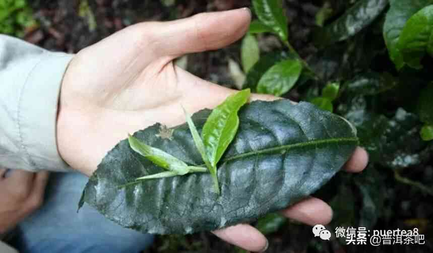 普洱茶中大小叶种的特点与鉴：一次深入的解析