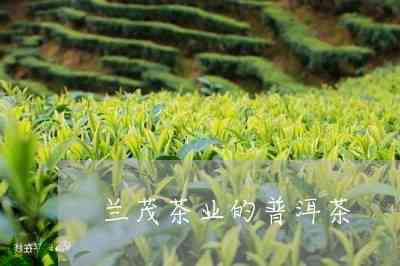 兰茂普洱茶价格及品质：昆明兰茂茶业的评价与分析