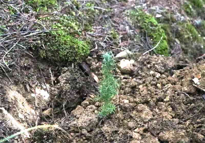 黑龙江梭罗玉树种的种植技巧、生长环境、用途与价值全面解析