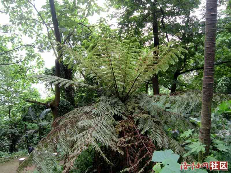 黑龙江梭罗玉树种的种植技巧、生长环境、用途与价值全面解析