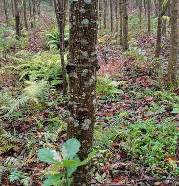 黑龙江梭罗玉树种的种植技巧、生长环境、用途与价值全面解析