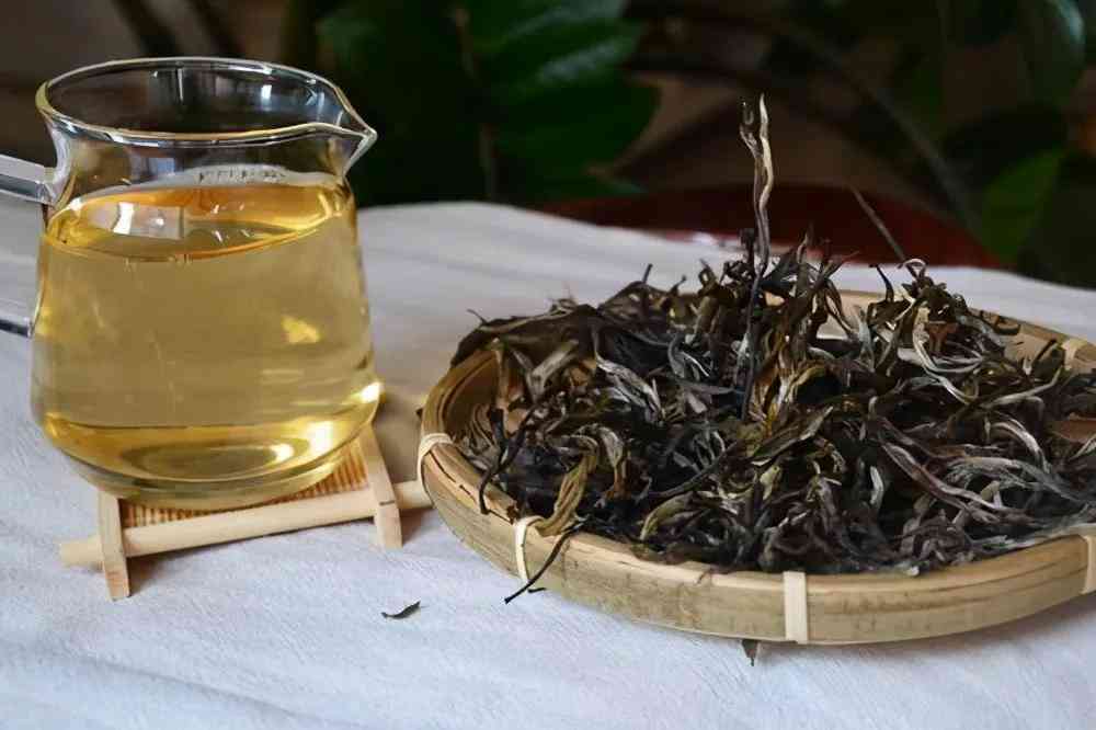 巴达山普洱茶口感特点与古树茶产区分析：受欢迎度与评价