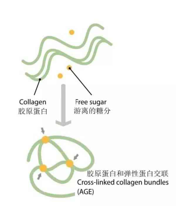 和田玉的糖化作用及其对芥末糖的影响：一项详尽的实验研究