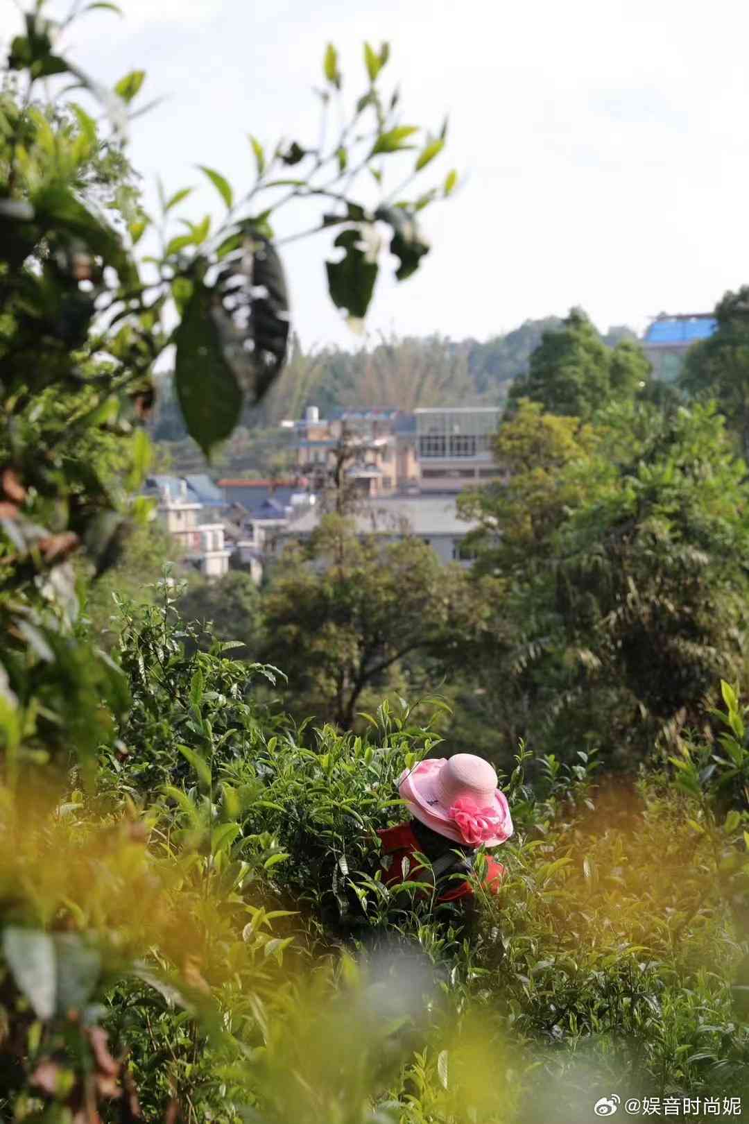 云南临沧古树普洱茶小村特色产地探秘