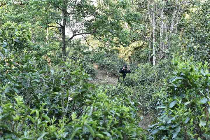 八邸山普洱茶的产地及相关信息：品种、特点、制作工艺和品尝方法一览