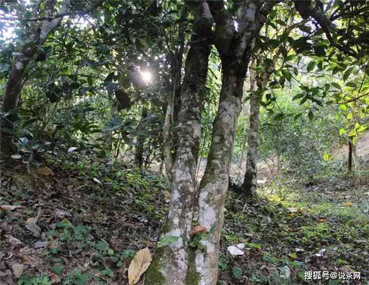 八邸山普洱茶的产地及相关信息：品种、特点、制作工艺和品尝方法一览