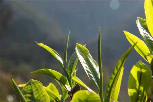 普洱谷雨介绍及普洱茶和明前茶区别