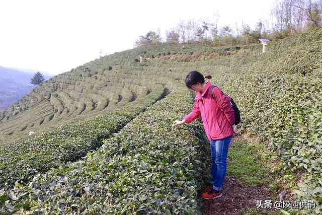 普洱谷雨茶与明前茶的区别：哪款茶更好？