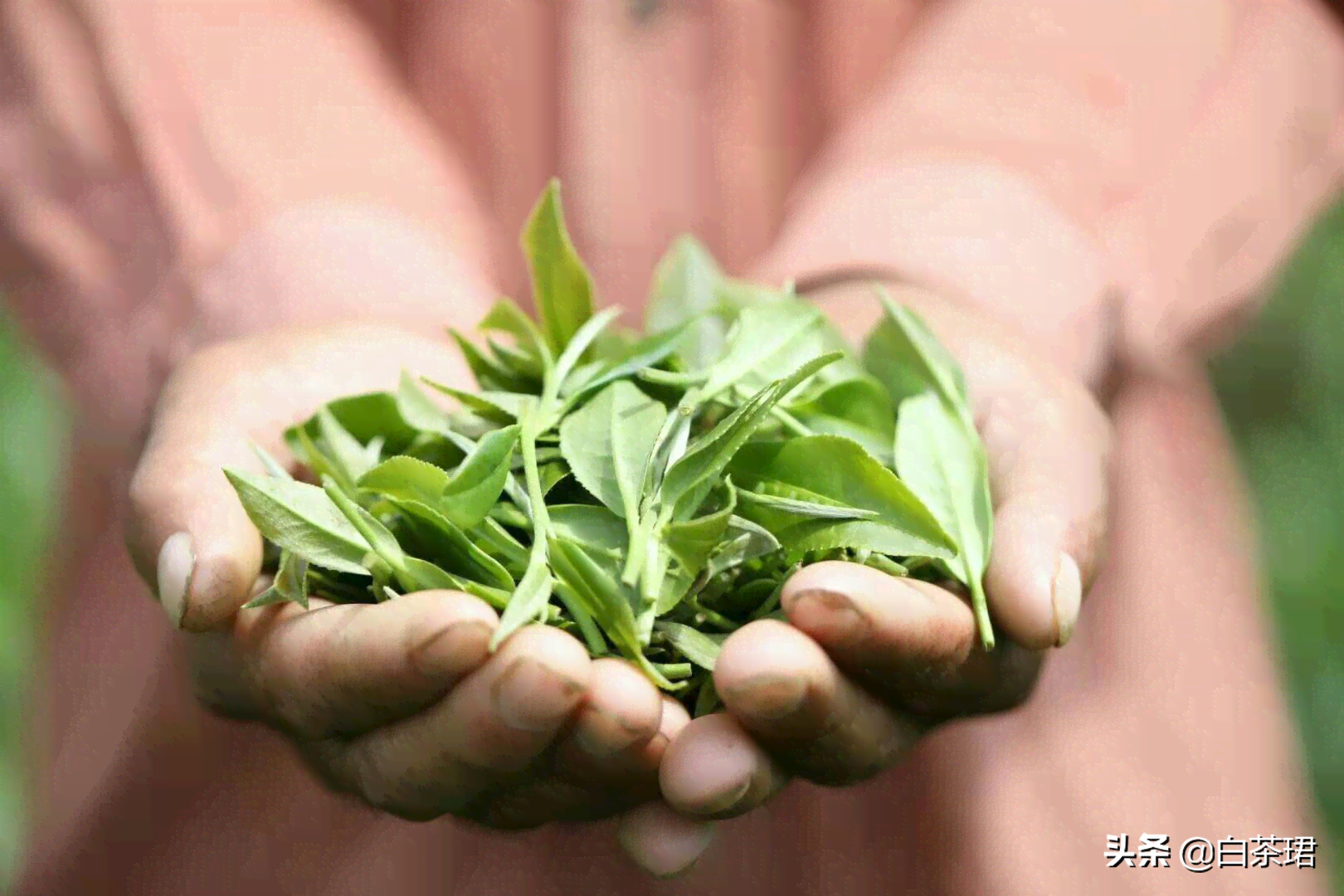 普洱谷雨茶与明前茶的区别：哪款茶更好？