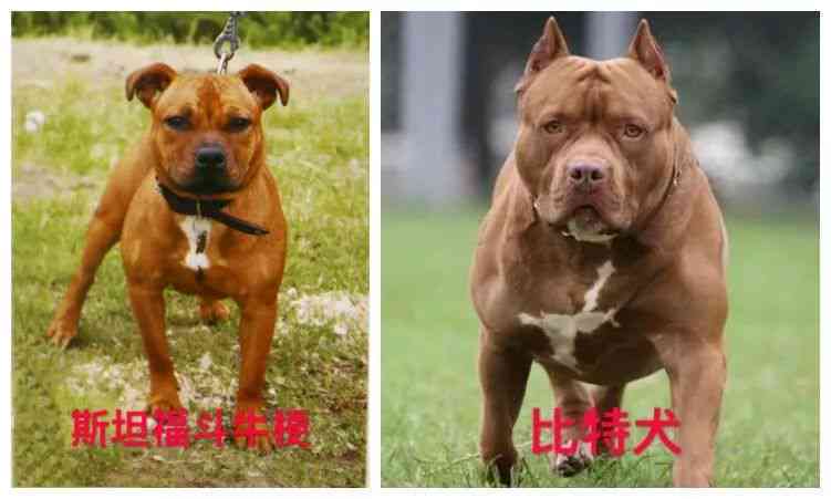 了解恶霸犬的价格、品种、性格及饲养需求，全面掌握如何选择和照顾这种犬类