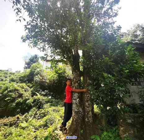 南迫古茶园：冰岛茶特点与普洱老寨茶解析