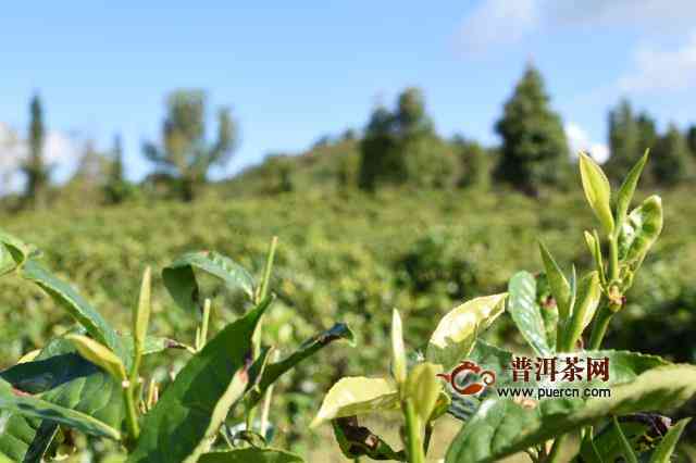 普洱茶产区天旱状况对其品质与市场影响的研究