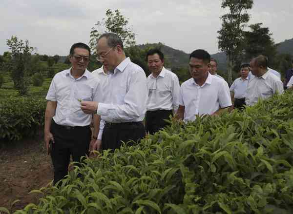 云南傣乡普洱茶产地推荐：哪里的茶叶最正宗？