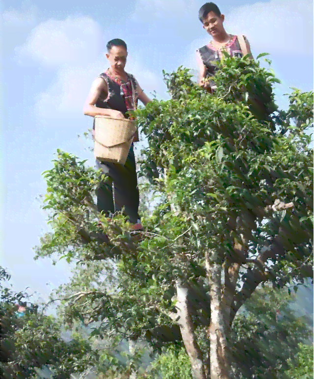 傣乡山寨：探寻普洱茶的魅力与传统制作工艺