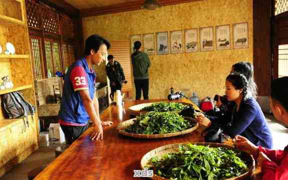 傣乡山寨：探寻普洱茶的魅力与传统制作工艺