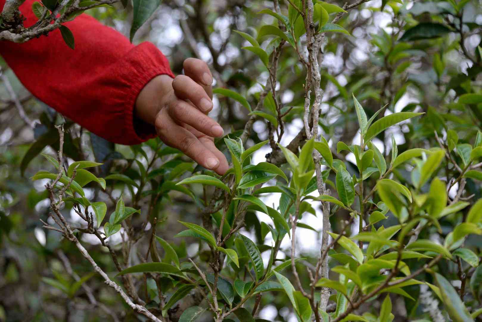 新云南临沧地区优质翡翠原料产自特定村庄，探究其独特之处