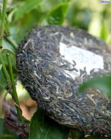 雄普洱茶