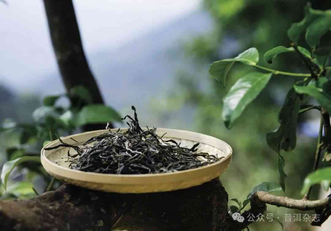 普洱茶是缓慢的艺术之一吗