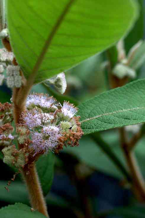 枇杷叶的药用价值与泡茶饮用：一种新的认识和探索