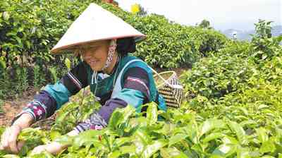 云南普洱茶种植基地：探访中国茶叶产业的核心地带