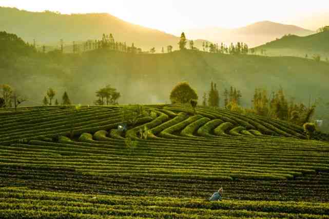 云南普洱茶种植基地：探访中国茶叶产业的核心地带