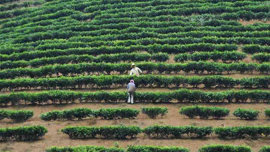 云南普洱茶种植基地：探访中国茶叶产业的核心地带