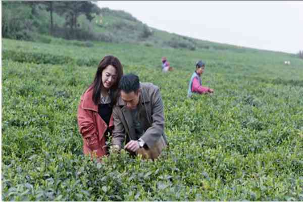 普洱茶：灌木品种的种类与特点解析