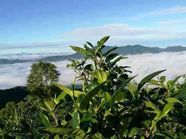 临沧普洱茶：一款口感独特的茶叶魅力