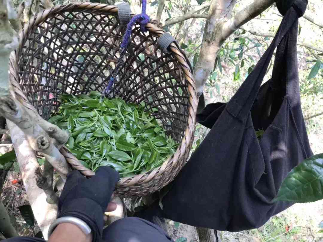 普洱茶更高级的茶香是什么样的呢？