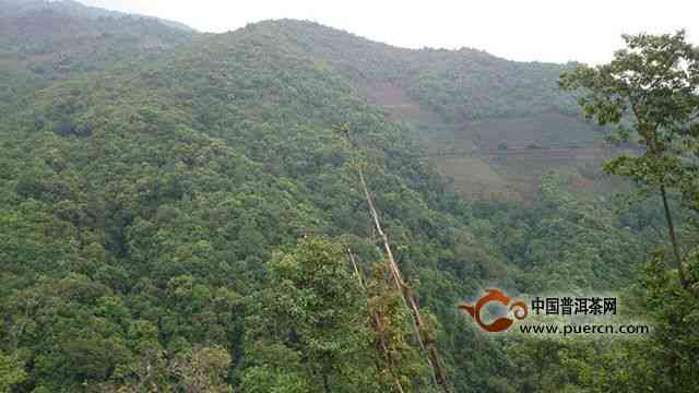 大忠山普洱茶算什么档次的