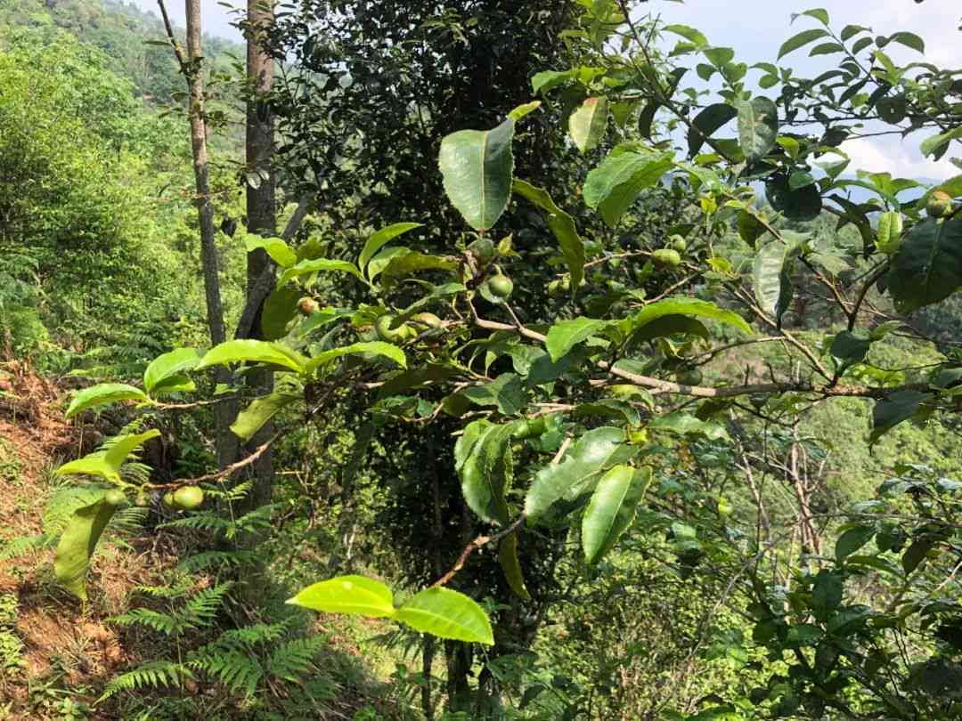 云南老寨古树普洱茶：拔玛口感特点，品鉴新体验