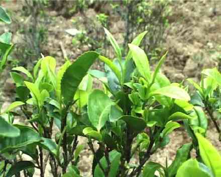 隐秘的茶乡：探索小众普洱茶山的独特魅力