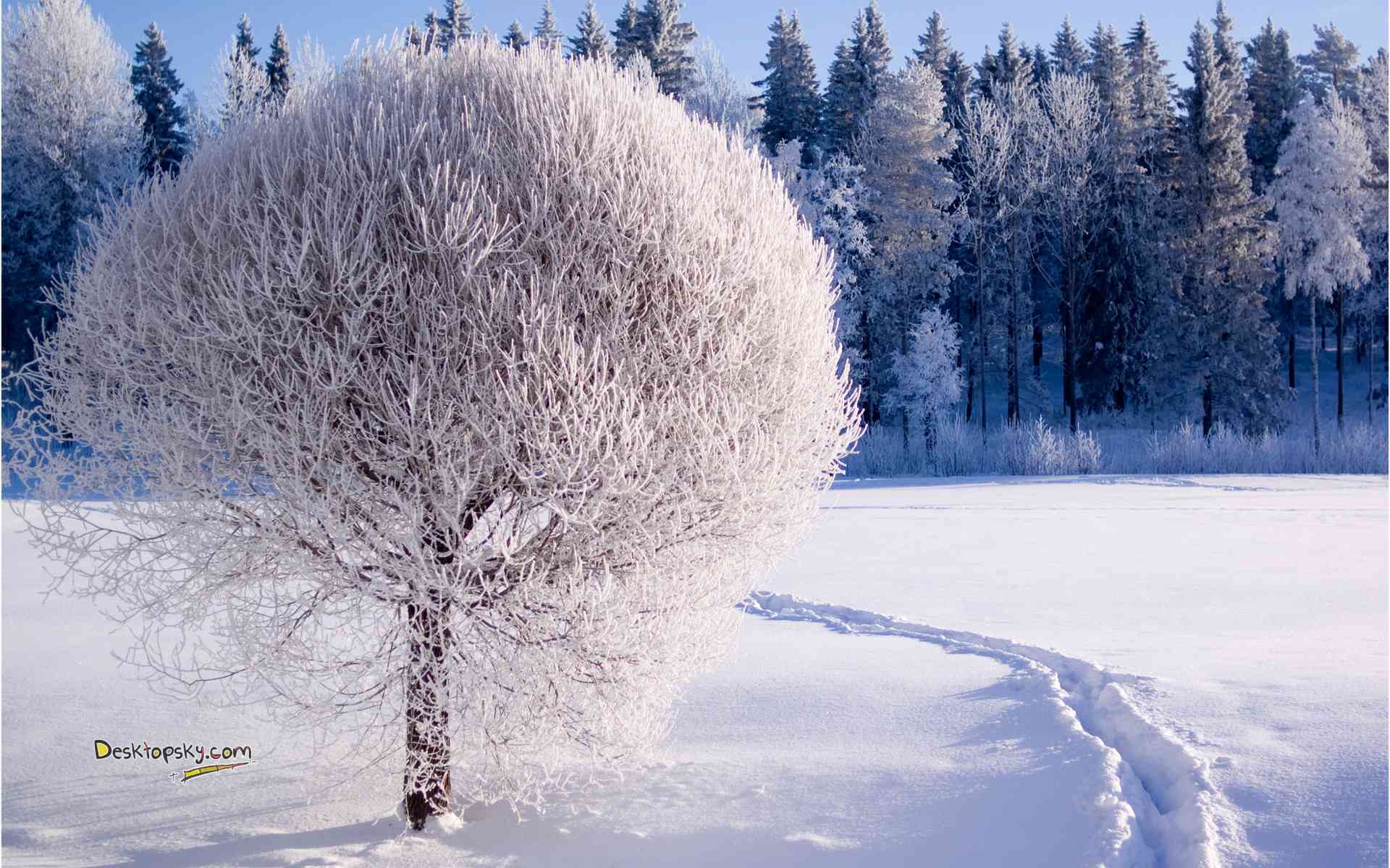 天山翠雪泛白现象原因解析：了解自然奇观背后的科学原理